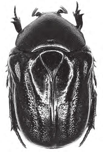 Zdá se, že tento druh přezimuje ve stadiu larvy nebo kukly někde mimo úl. Velký úlový brouk (Oplostomus fuligineus): velikost 2 cm.