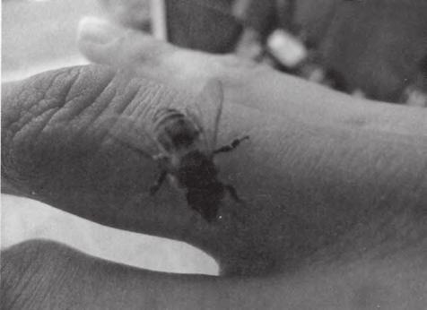Přemýšlel jsem o těchto včelařích až do pozdního odpoledne, když jsem na procházce ulicemi městečka Er-Rich potkal dalšího chlapíka, který prodával med.