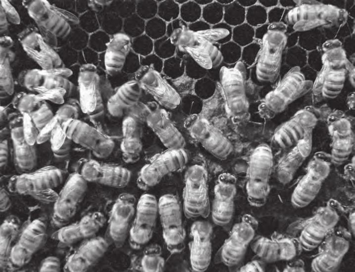 Včela východní (Apis cerana). Včelnice včelaře Kumara s moderními Langstrothy. ligustica. Jako příbytek slouží kláty, pletené košnice, hlínou vymazávané nádoby nebo hliněné hrnce.