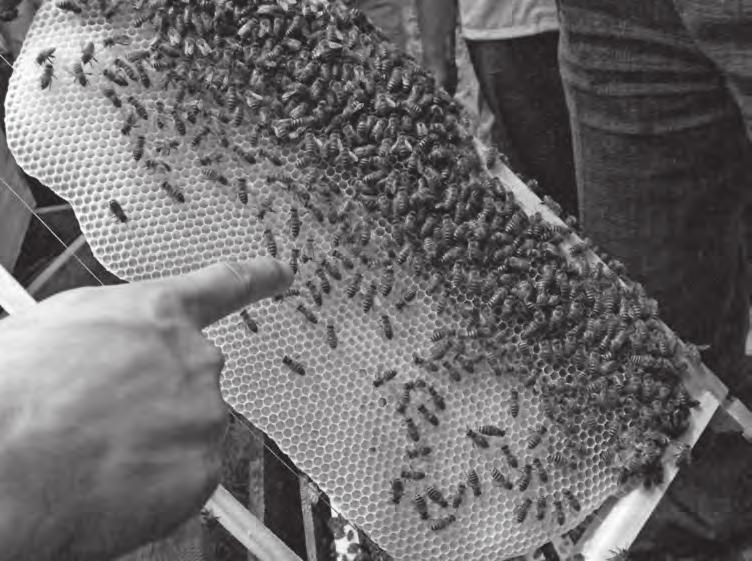 Přirozené voští v začátku plodování. Divočina na horních loučkách svědčí o dobré letošní snůšce. Tamní včelařský institut je naší první zastávkou.