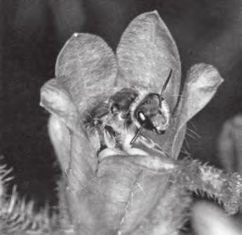 Pískorypka (Andrena rufizona) spí v květenství zvonků. tomu jet výhradně do Kaiserstuhlu, aby člověk zažil tento fenomén na vlastní oči.