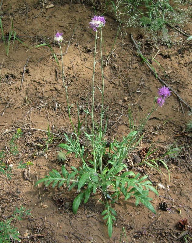 Realizace druhové ochrany v botanických