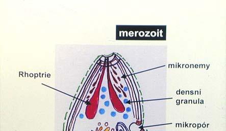 ORGANISMUS Malarická plasmodia = Apicomplexa