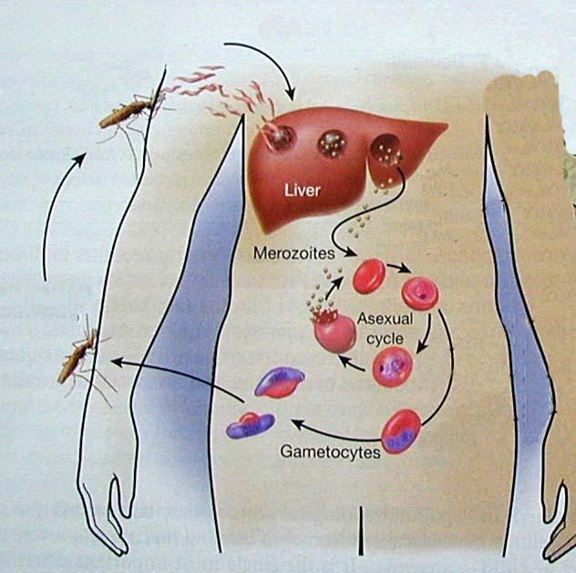 I. JATERNÍ FÁZE = exoerytrocytární fáze (EE) sporozoity: extracelulárně v krevní plazmě v krevním