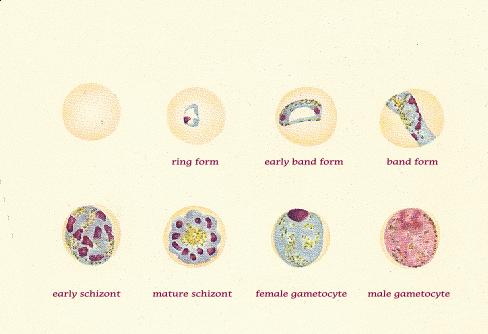 Plasmodium malariae pomalejší vývoj v komárovi i v člověku JATERNÍ FÁZE nevytváří hypnozoity ERYTROCYTÁRNÍ FÁZE preference starých erytrocytů
