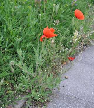 Čeleď Papaveraceae(makovité) Papaver rhoeas (mák