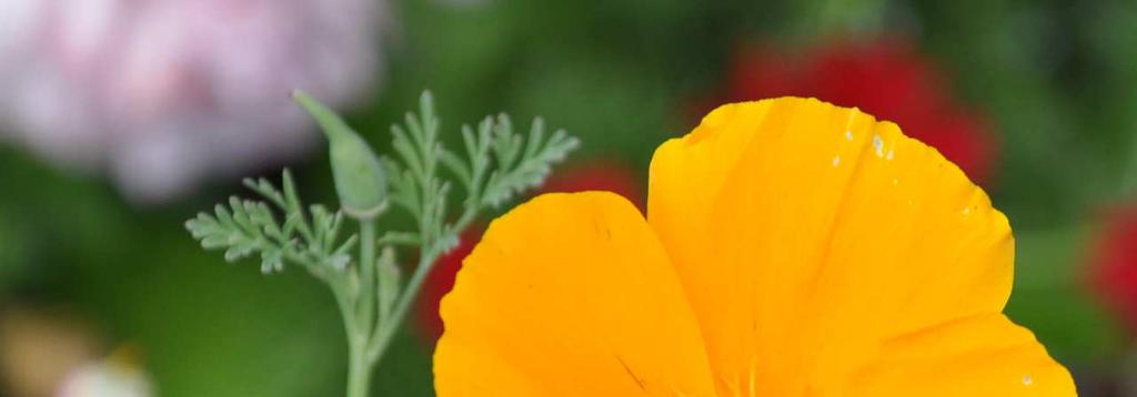Čeleď Papaveraceae(makovité)*