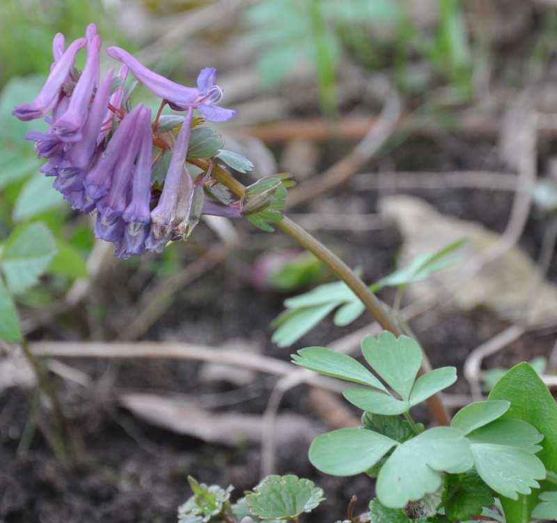 Čeleď Papaveraceae(makovité)* Corydalis (dymnivka) 5 druhů, 2 hojně časně zjara C.