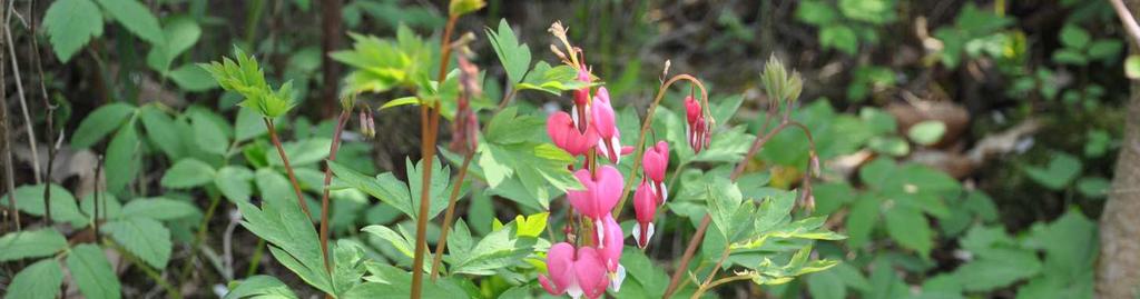 Čeleď Papaveraceae(makovité)*
