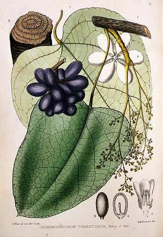 ** Family Menispermaceae lianes(vines), climbing by twining distribution: pantropical, 70/442 Chondrodendron tomentosum curare Obrázek Fæ, CC BY 4.0 https://upload.wikimedia.