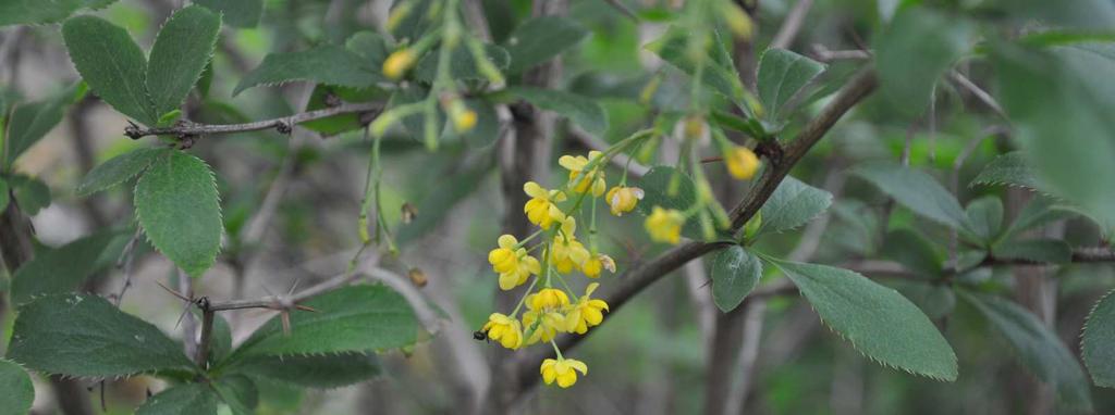 Čeleď Berberidaceae(dřišťálovité) herbs or shrubs* distribution: mostly E. Asia and E. North America, also South America, a few species general N.