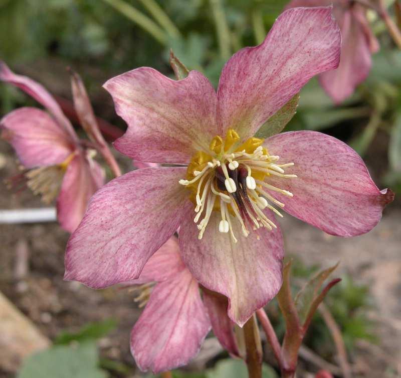 Čeleď Ranunculaceae(pryskyřníkovité)* Helleborus(čemeřice) vytrvalé byliny se znoženě dělenými listy a velkými květy rozkvétajícími už v únoru (kalich je korunovitě