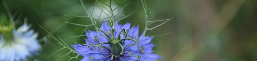 Čeleď Ranunculaceae(pryskyřníkovité) Nigella