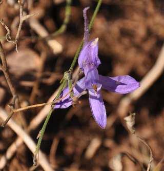 Čeleď Ranunculaceae(pryskyřníkovité)