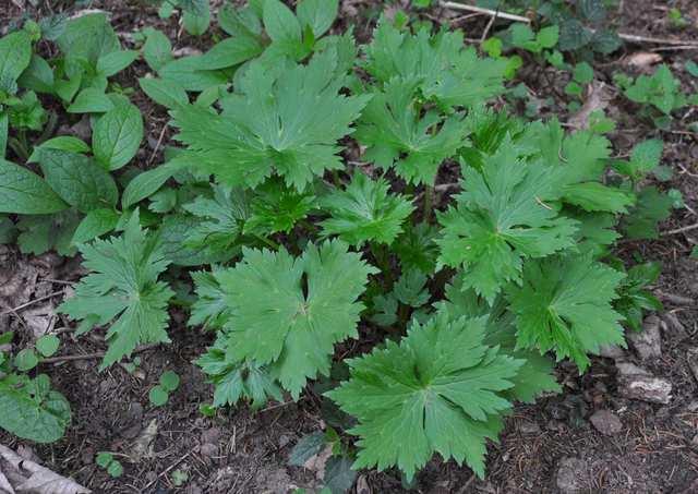 Řád Ranunculales Čeleď Ranunculaceae(pryskyřníkovité)* Aconitum lycoctonum (oměj vlčí mor) prudce jedovatá rostlina (alkaloidy lycoctonin a aconitin -na usmrcení člověka stačí 2 g jakékoli části