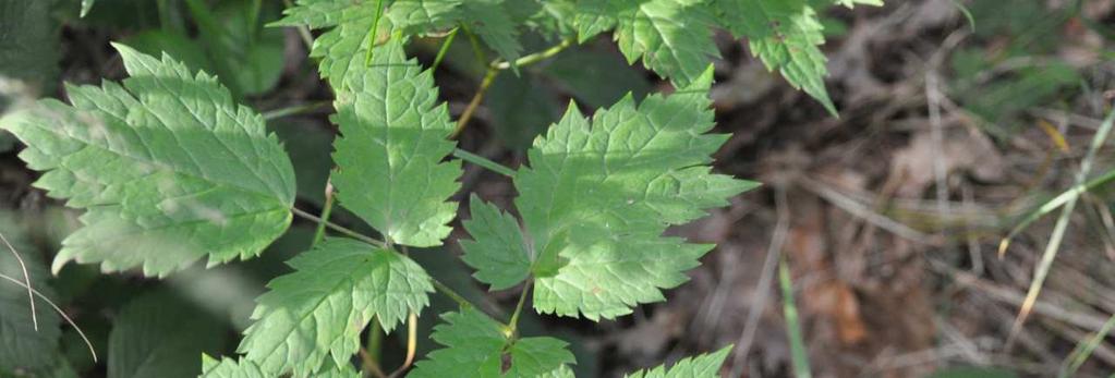 Čeleď Ranunculaceae(pryskyřníkovité)