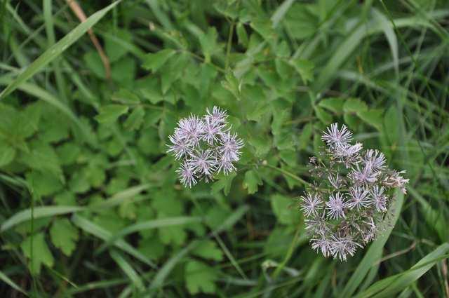 Čeleď Ranunculaceae(pryskyřníkovité)* Thalictrum aquilegifolium (žluťucha orlíčkolistá)