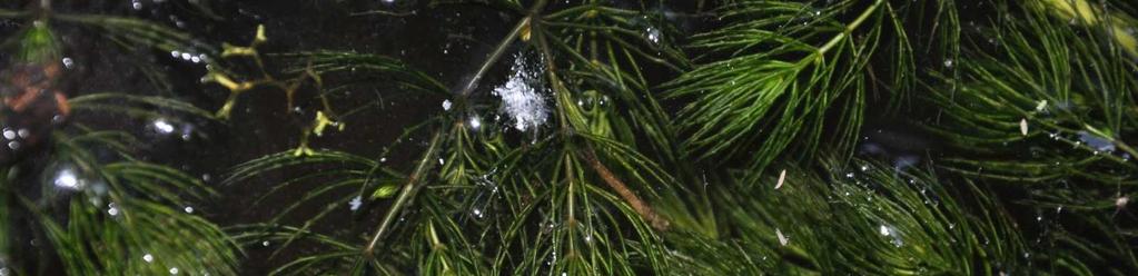 Řád Ceratophyllales Čeleď Ceratophyllaceae (růžkatcovité)*