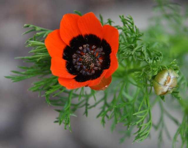 Čeleď Ranunculaceae(pryskyřníkovité) Adonis aestivalis (hlaváček