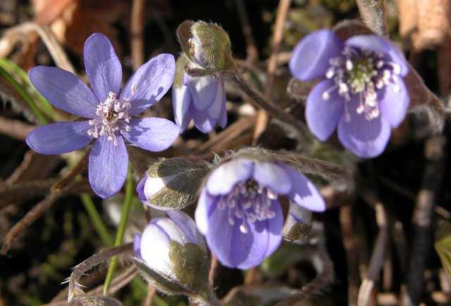 Hepatica nobilis (jaterník