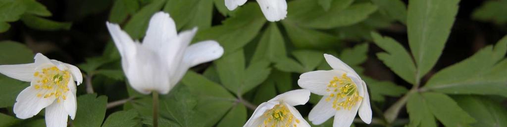 Čeleď Ranunculaceae(pryskyřníkovité)*