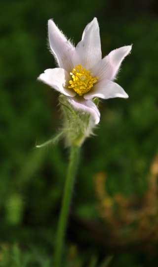 Čeleď Ranunculaceae(pryskyřníkovité)* Pulsatilla (koniklec) vzácně se vyskytující rostliny převážně