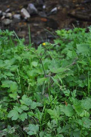 Čeleď Ranunculaceae(pryskyřníkovité)* Ranunculus lanuginosus