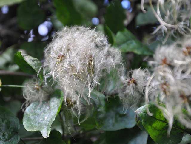 Čeleď Ranunculaceae(pryskyřníkovité)* Clematis vitalba