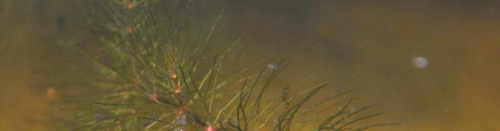 Řád Ceratophyllales Čeleď Ceratophyllaceae (růžkatcovité)*