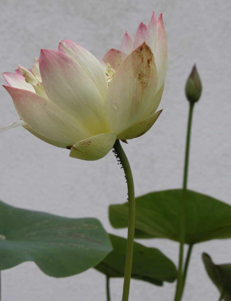 Řád Proteales* Čeleď Nelumbonaceae