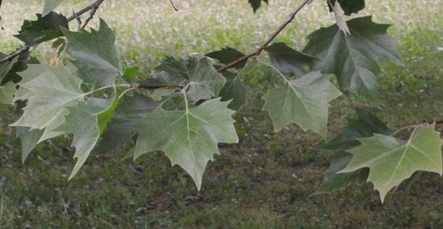 Řád Proteales* Čeleď Platanaceae (platanovité) stromy s nápadně skvrnitým kmenem (borka se odlupuje ve velkých pásech a obnažuje mladou světle zelenou kůru) listy střídavé, dlanitě dělené, často