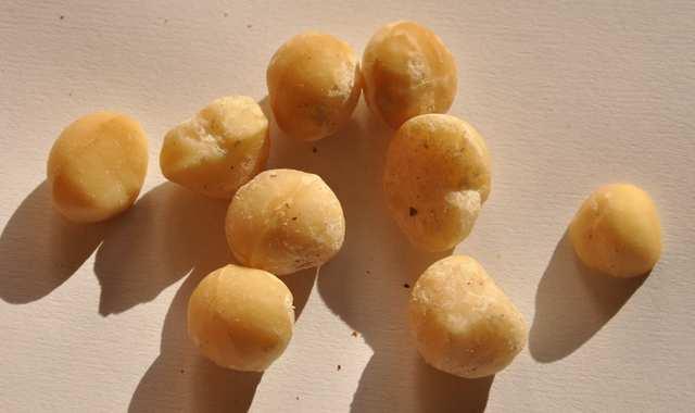 Řád Proteales Čeleď Proteaceae(proteovité) Macadamia pochází z Austrálie, Nové Kaledonie a Celebesu, druhy M. integrifoliaa M.