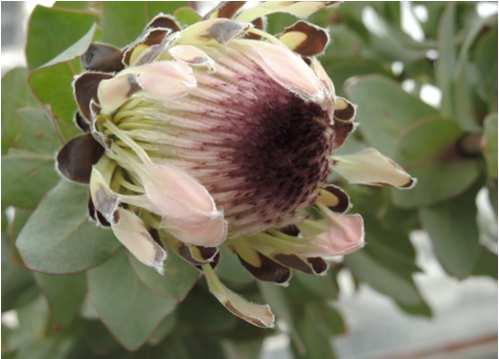 Řád Proteales Čeleď Proteaceae(proteovité)* Banksia, Grevillea, Protea pěstují se
