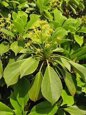 Řád Trochodendrales** Family Trochodendraceae evergreen trees distribution: China, Nepal, Japan to N.