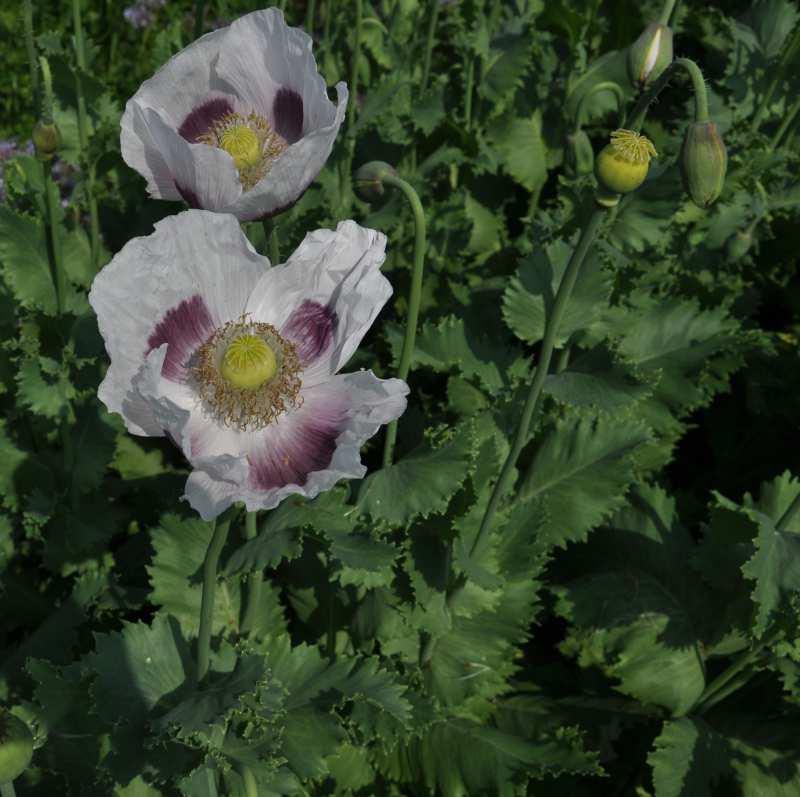 Čeleď Papaveraceae (makovité) jednoleté i vytrvalé byliny v pletivech jsou článkované mléčnice (latex