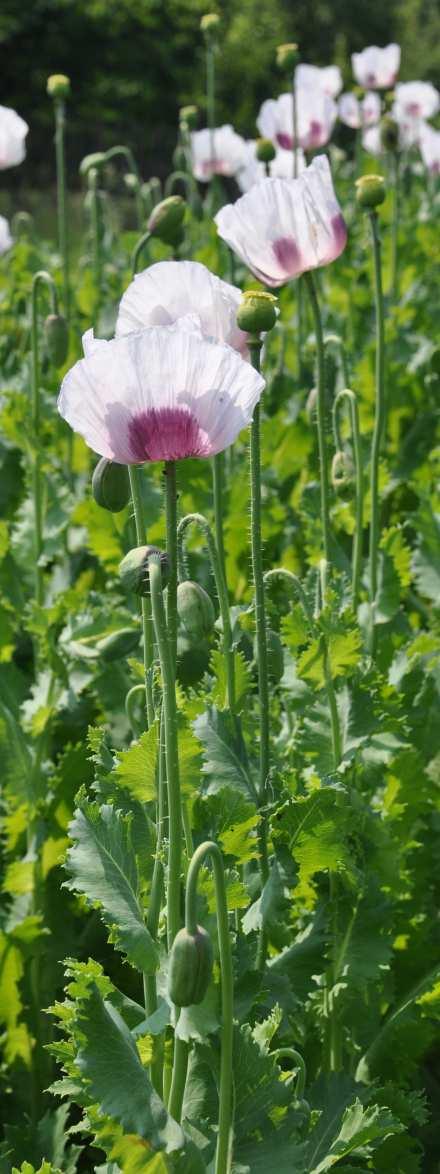 Čeleď Papaveraceae(makovité) Papaver somniferum (mák setý) jednoletá polní plodina, dosahuje až 1,8 m výšky.