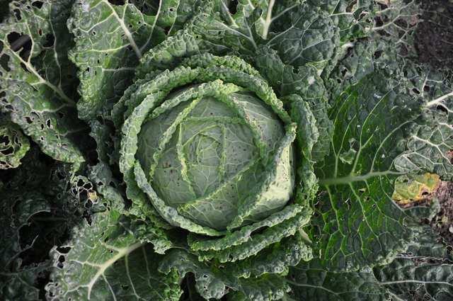 Řád Brassicales Čeleď Brassicaceae(brukvovité) Brassica