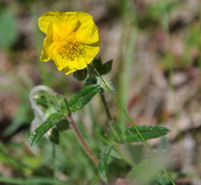 Řád Malvales Čeleď Cistaceae (cistovité)* Helianthemum grandiflorum