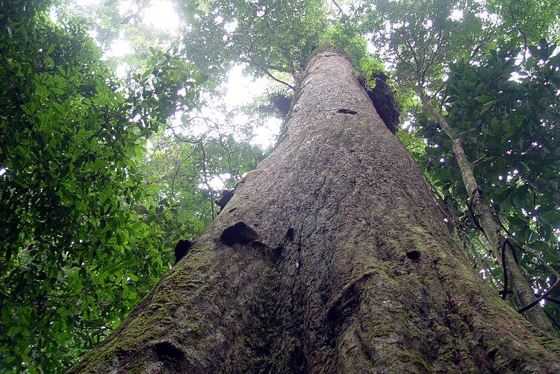 Řád Malvales* Family Dipterocarpaceae trees distribution: tropical, but overwhelmingly W.