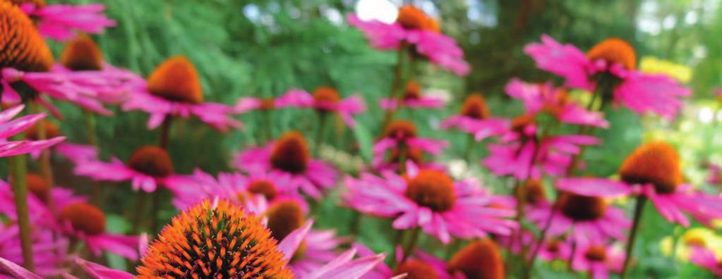 Ilona Schernsteinová Echinacea, třapatka Účinky rostliny: posiluje imunitu (obranyschopnost) a to velmi silně, přírodní antibiotikum - silné antibakteriální účinky, přírodní antivirotikum (potlačuje