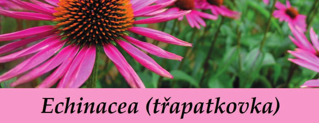 průdušek (chronická bronchitida), zánět dutin (zánět paranazálních nosních dutin), vykašlávání zeleného hlenu, lupénka, ekzémy, akné, trudovist, beďary, kožní vyrážky, zvyšuje počet bílých krvinek,