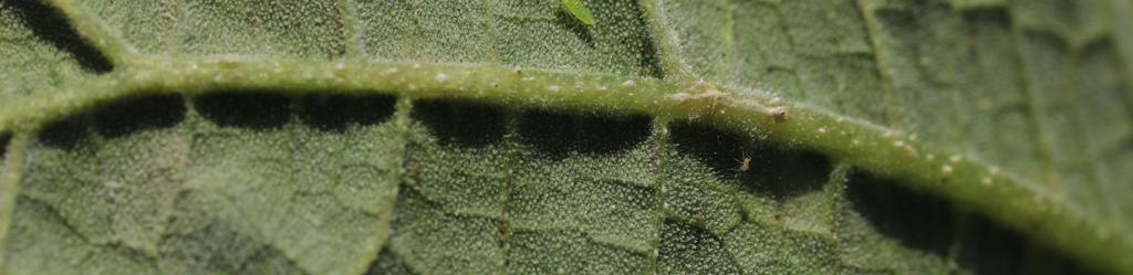 feromonových lapácích, na poli housenky od 0,5 cm až po dorostlé krátce před