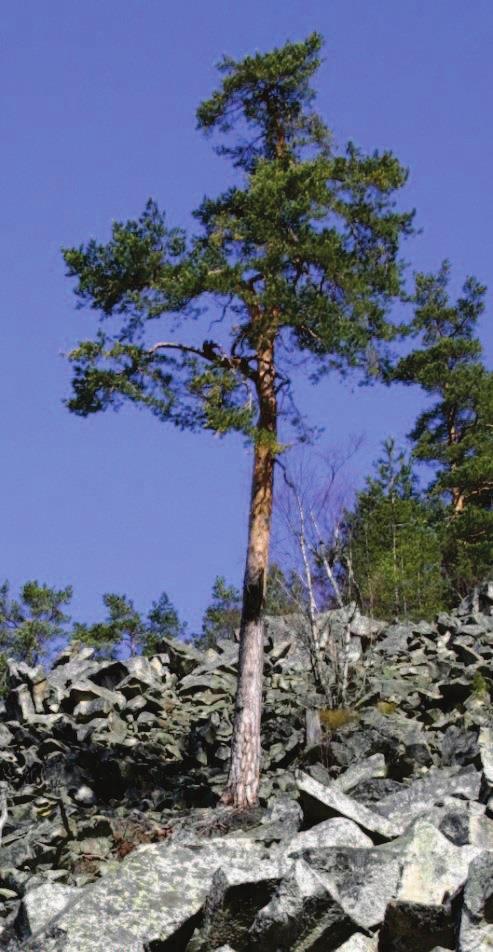 Modul Dendrologie RNDr. Oldřich Vacek, CSc.; Ing. Miroslav Ezechel 2.2.1 Bory Bory nejsou vymezeny nadmořskou výškou. Jedná se o přirozeně mimořádně chudá stanoviště přirozená stanoviště borovic.