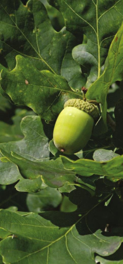 úzkolistý Zřídka se vyskytující dřeviny: Betula pendula bříza bělokorá Pinus sylvestris borovice lesní Carpinus betulus habr obecný Sorbus torminalis jeřáb břek Sorbus aria jeřáb muk Tilia cordata