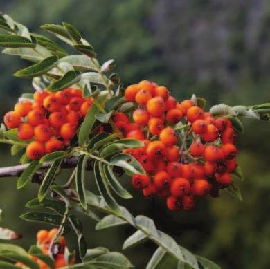vyskytující dřeviny: Sorbus aucuparia jeřáb ptačí Pinus sylvestris borovice lesní Betula pubescens bříza pýřitá Tilia cordata lípa srdčitá Acer pseudoplatanus javor klen Acer