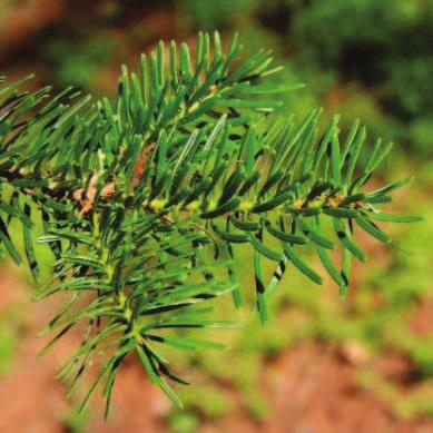 Quercus petraea dub zimní Zřídka se vyskytující dřeviny: Betula pubescens bříza pýřitá Pinus sylvestris borovice lesní Acer pseudoplatanus javor klen Tilia cordata lípa srdčitá