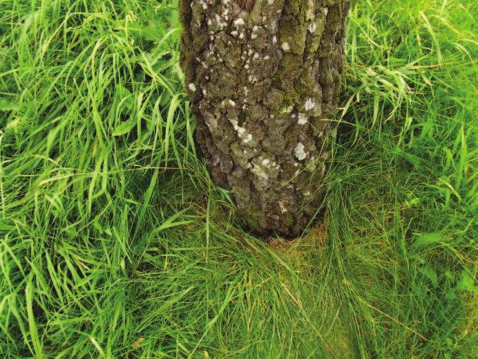 Modul Dendrologie RNDr. Oldřich Vacek, CSc.; Ing. Miroslav Ezechel Vegetační plochy mohou být také ohroženy zamokřením nebo zaplavením.