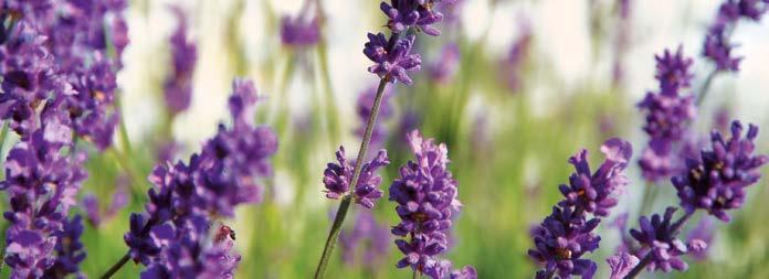2 Obsah 3 Úspěšný tým ve službách přírodního léčitelství Jubiläumskongress Aromatherapie & Aromapflege für die Praxis Am 9. und 10.
