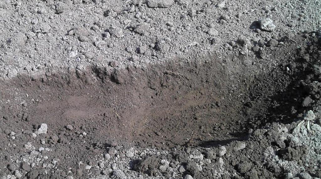 12: Stav seťového lůžka po předseťové přípravě půdy varianta 2,