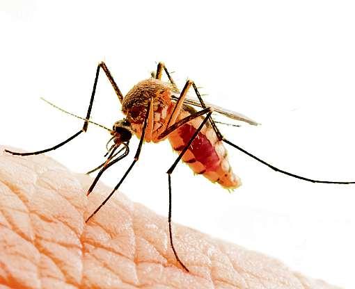 S klesajícími teplotami se parazitům ale začalo dařit. Kdo má pocit, že s nastupujícím podzimem mizí klíšťata ikomáři, je na omylu. Právě klesající teploty probraly parazity zletargie letních veder.